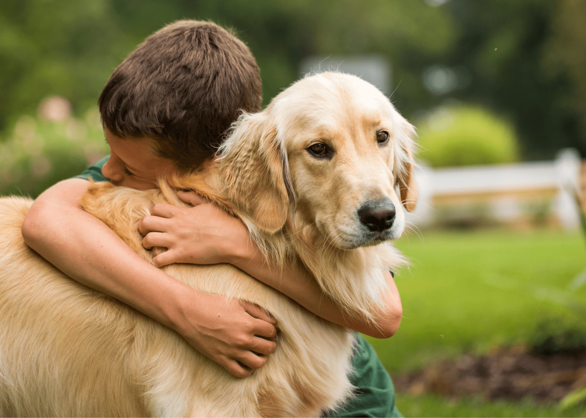 GoldenRetriever